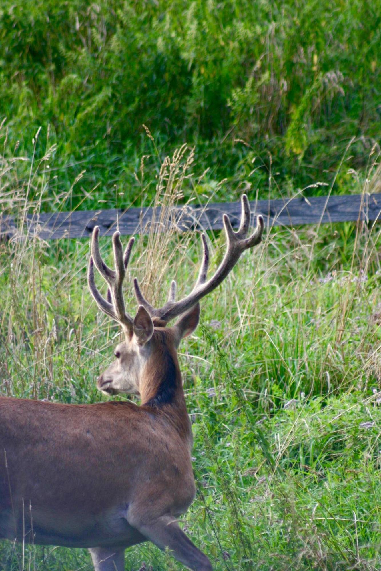 Brown Deer - Z Sauna Na Tarasie, Jacuzzi I Widokiem Na Gory - By Deer Hills Luxury Apartments Kocon Exterior photo