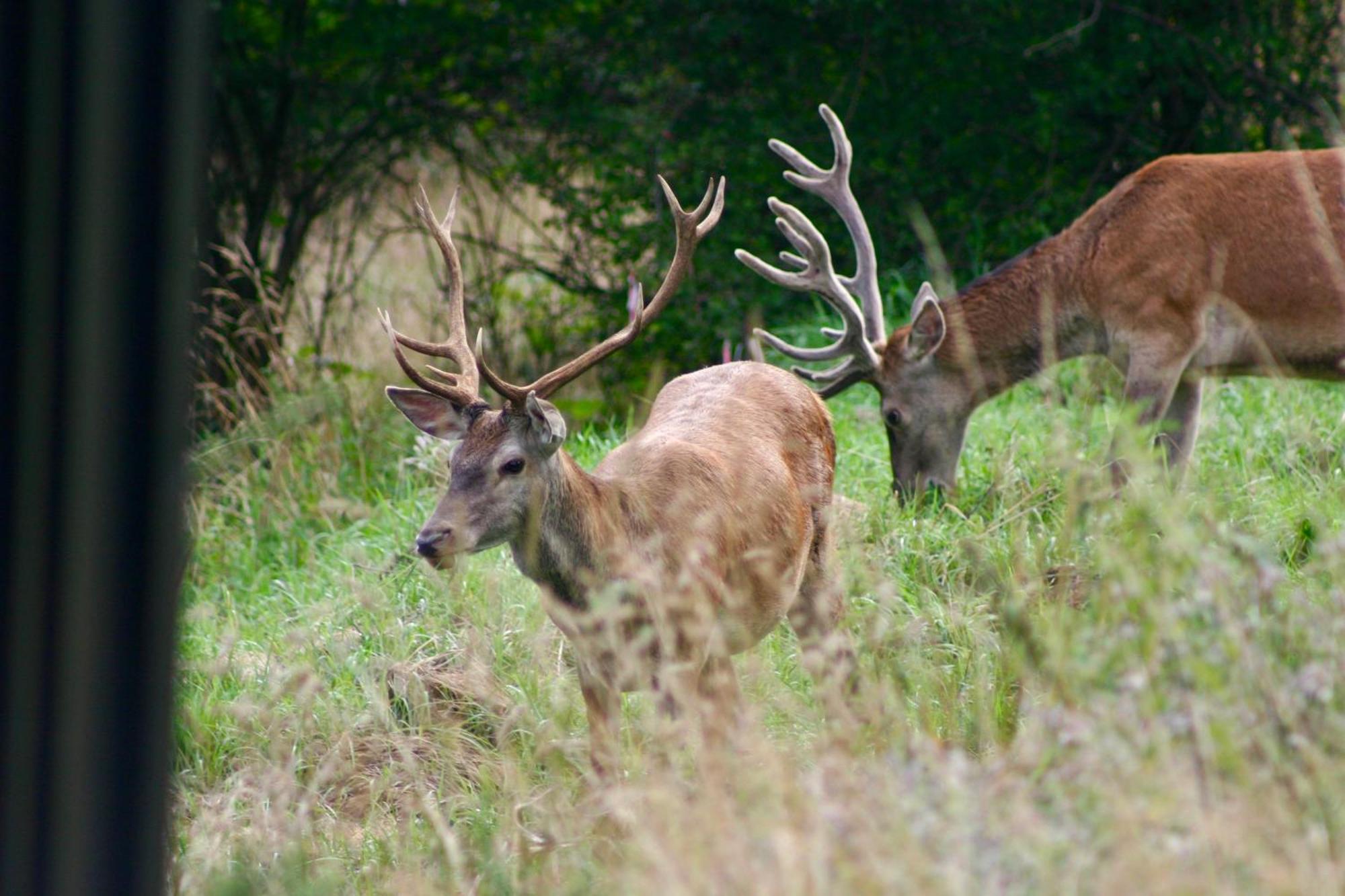 Brown Deer - Z Sauna Na Tarasie, Jacuzzi I Widokiem Na Gory - By Deer Hills Luxury Apartments Kocon Exterior photo