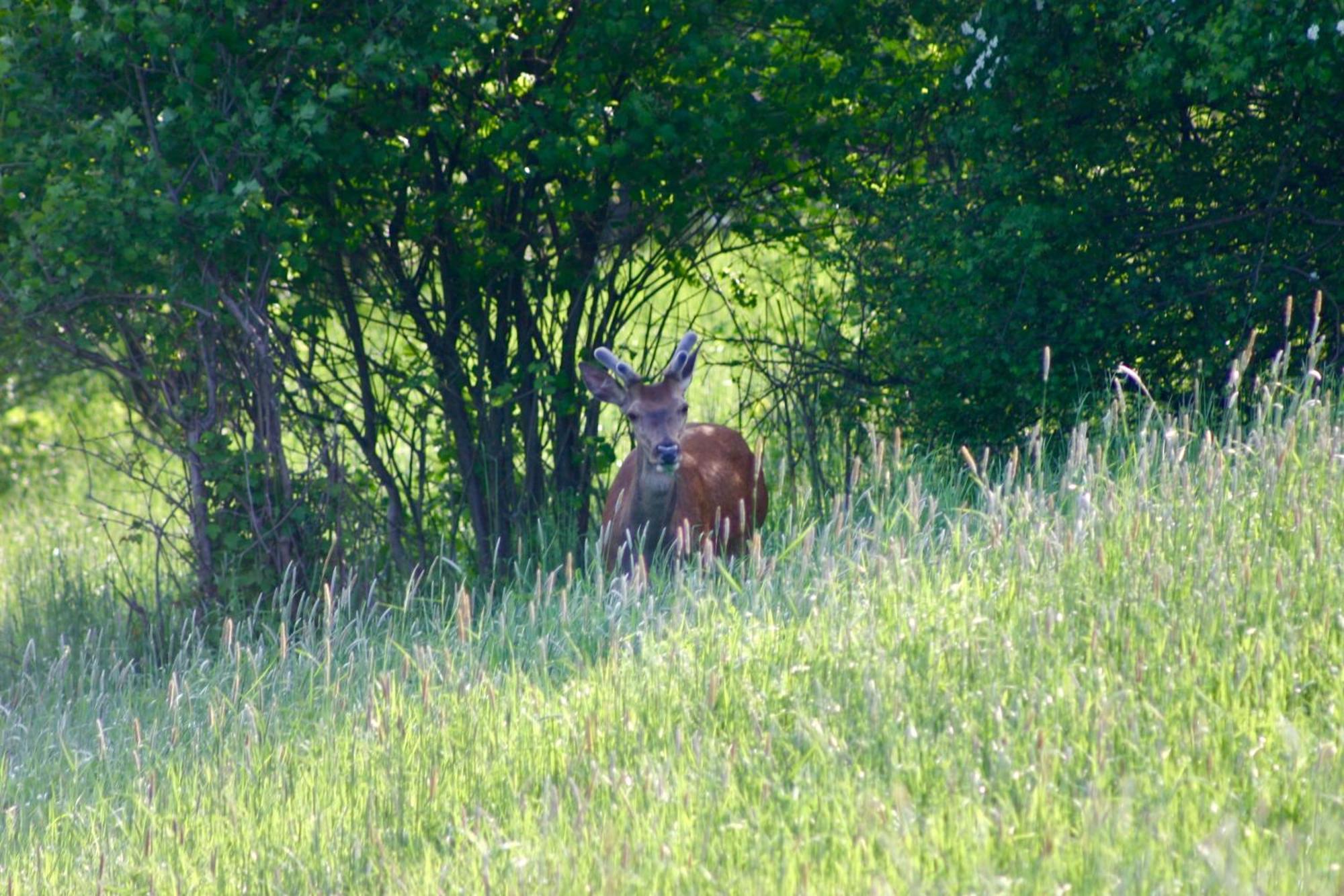 Brown Deer - Z Sauna Na Tarasie, Jacuzzi I Widokiem Na Gory - By Deer Hills Luxury Apartments Kocon Exterior photo